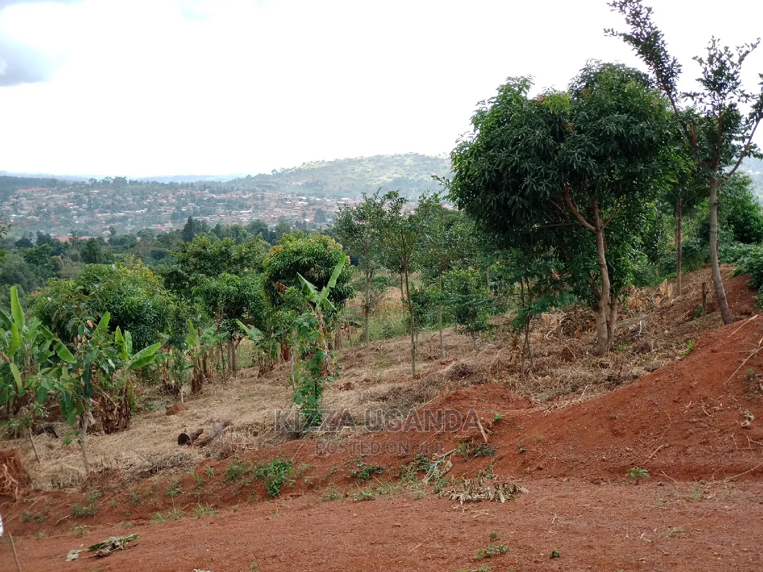 Hot 3 Acres in Kisoga Town