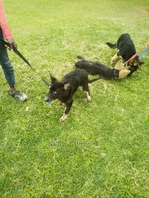 1-3 months Female Purebred German Shepherd