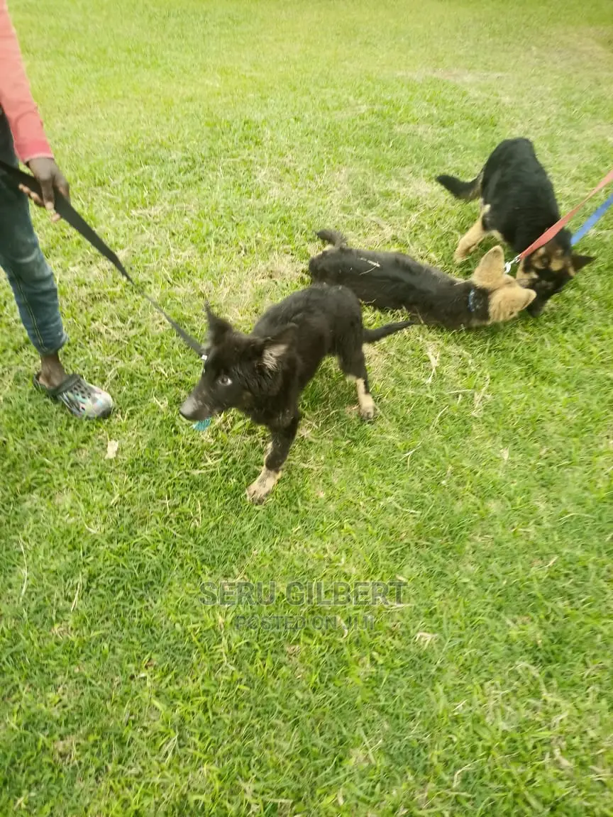 1-3 months Female Purebred German Shepherd
