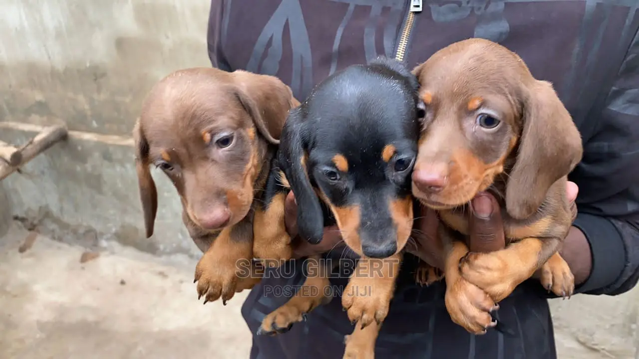 3-6 months Male Purebred Dachshund