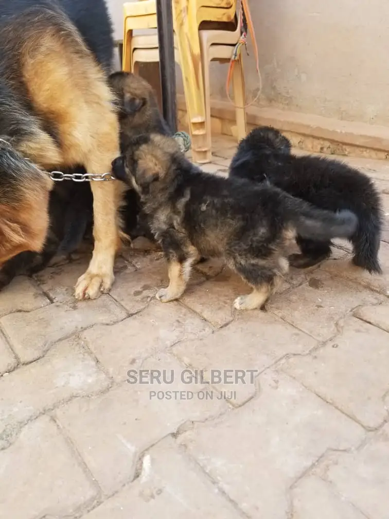 1+ year Female Purebred German Shepherd
