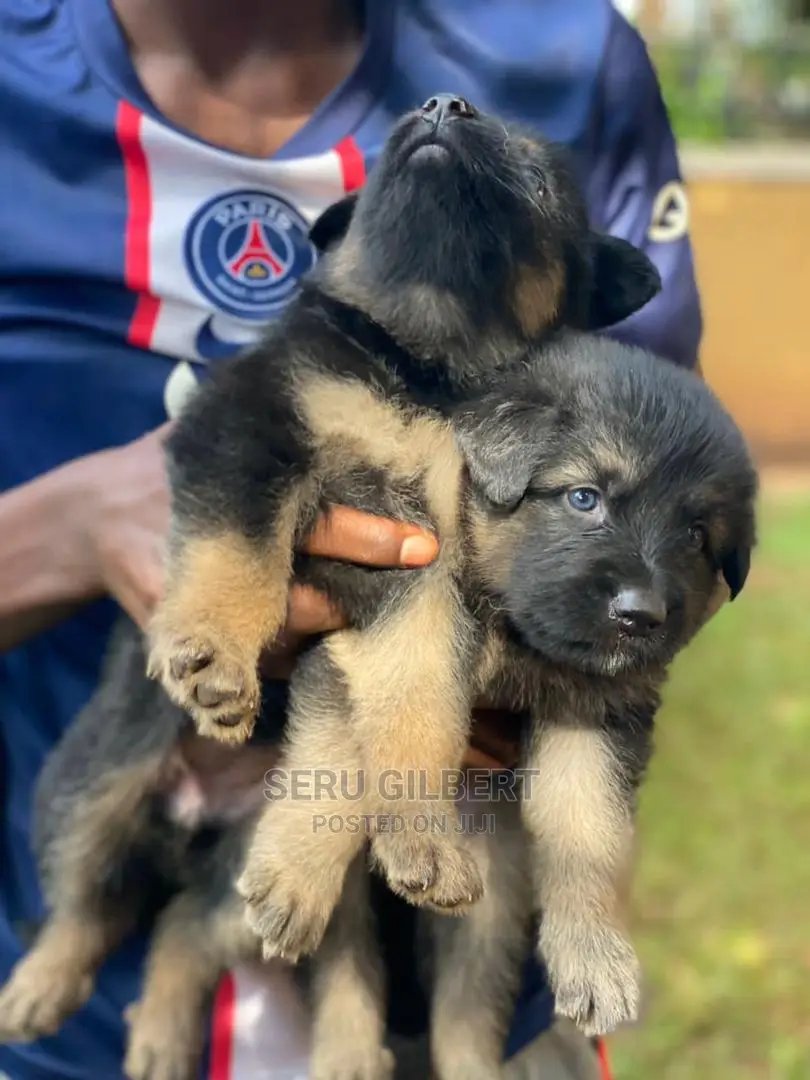 3-6 months Male Purebred German Shepherd