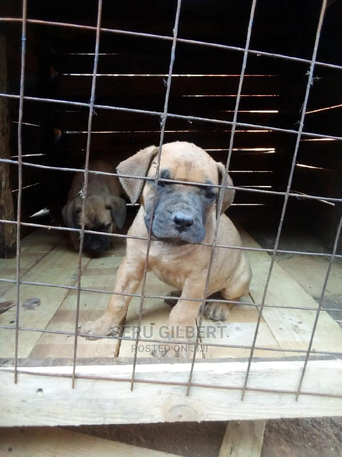 1-3 months Male Purebred Boerboel