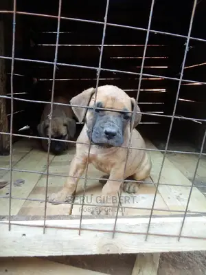 1-3 months Male Purebred Boerboel