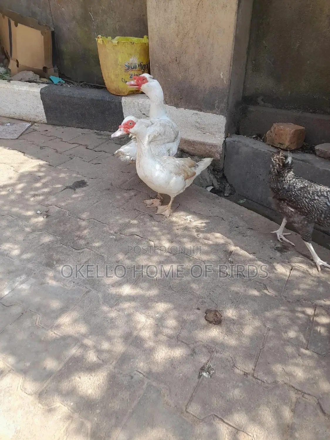 Apair of Pure White Ducks