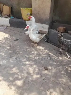Apair of Pure White Ducks