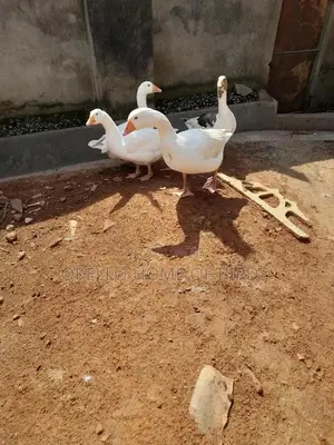 4 Geese for Sell