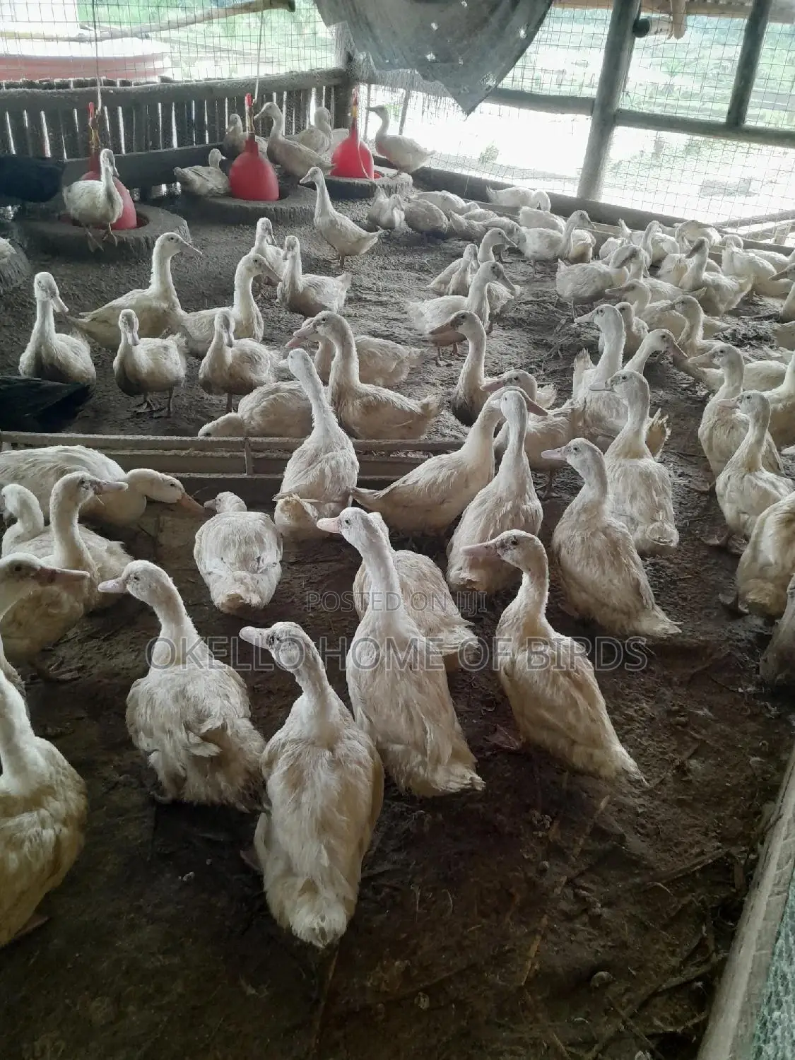 Pekin Duckz 4-5 Months