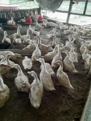 Pekin Duckz 4-5 Months
