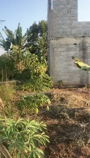 Land for Sale (50x100ft) at Kakinzi Nakifuma