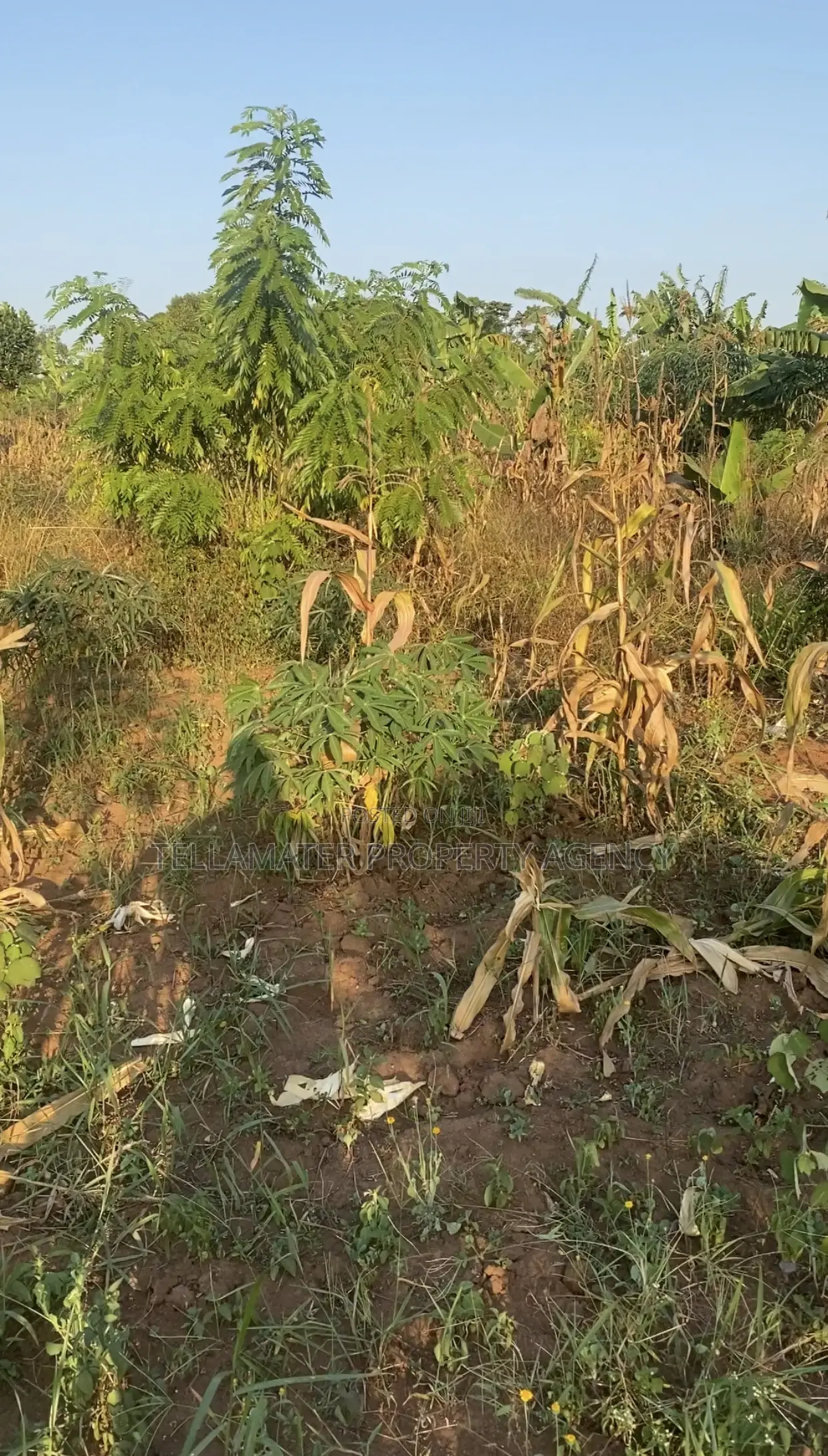 Land for Sale (50x100ft) at Kakinzi Nakifuma