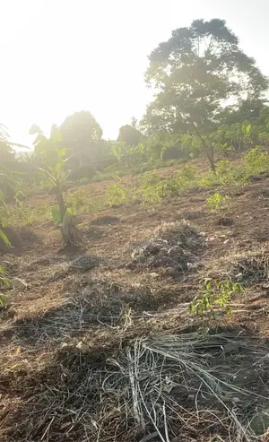 Land for Sale (50x100ft) at Kakinzi Nakifuma