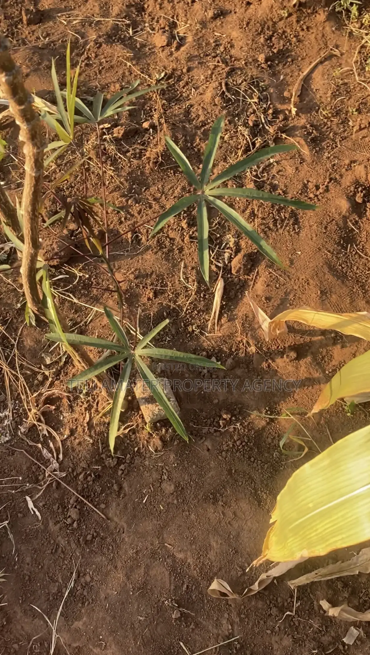 Land for Sale (50x100ft) at Kakinzi Nakifuma