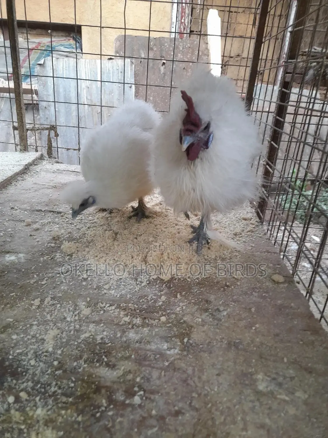Silky Batams Chickens for Sell in Apair
