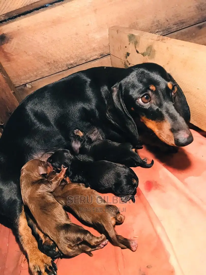 0-1 month Male Purebred Dachshund