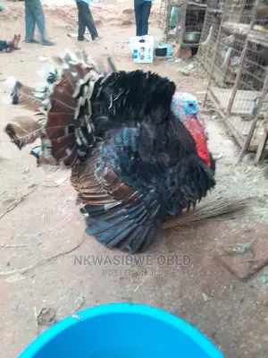 13KG Giant Turkey