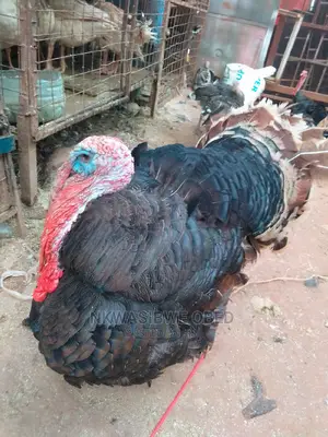 13KG Giant Turkey