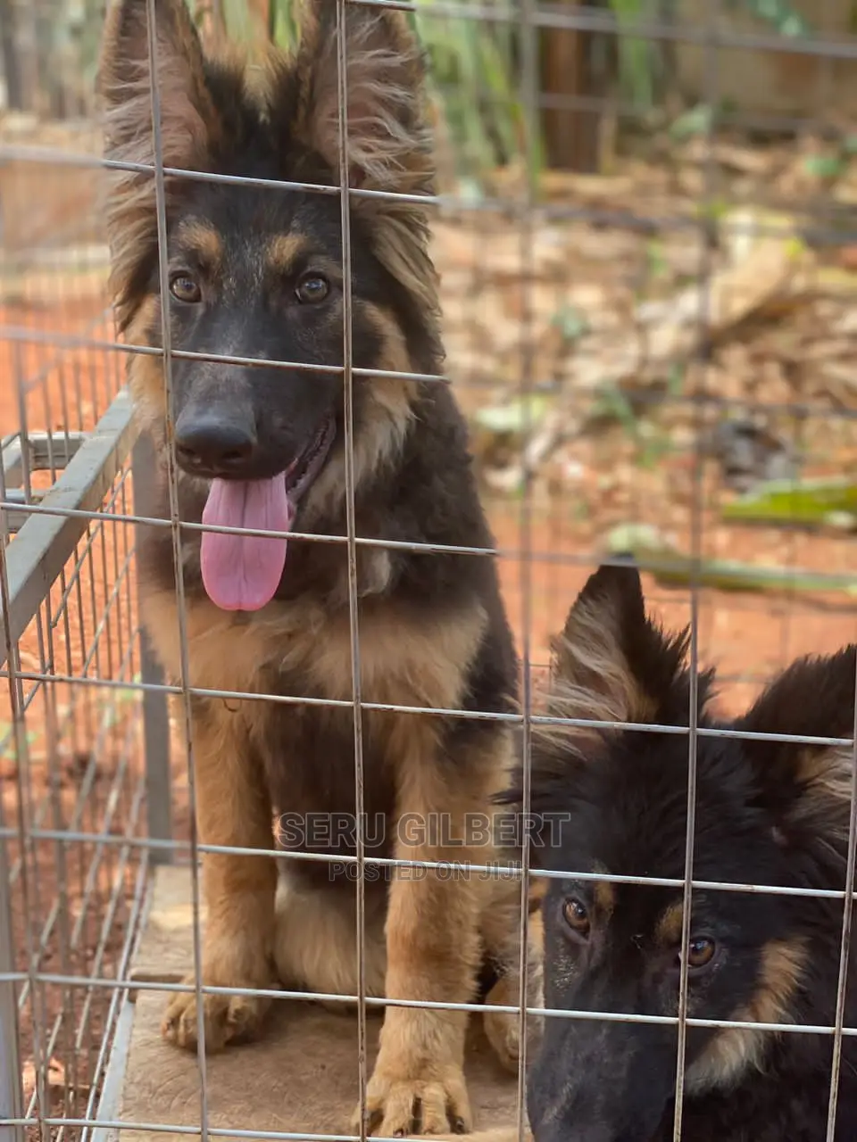 3-6 months Male Purebred German Shepherd