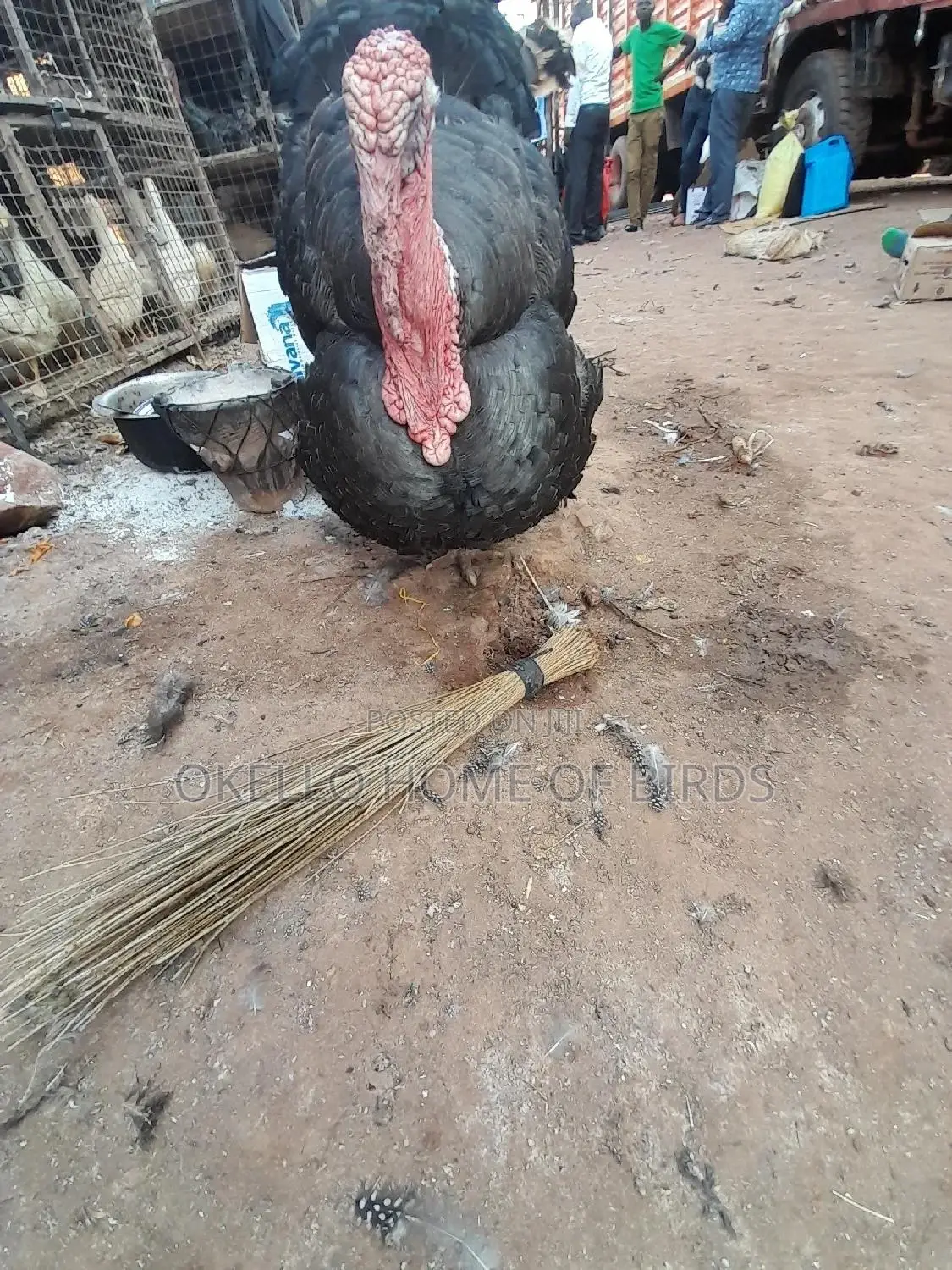 Mature Heavy Male Turkey For Sell