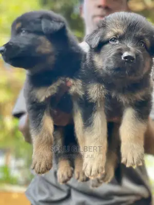 1-3 months Male Purebred German Shepherd