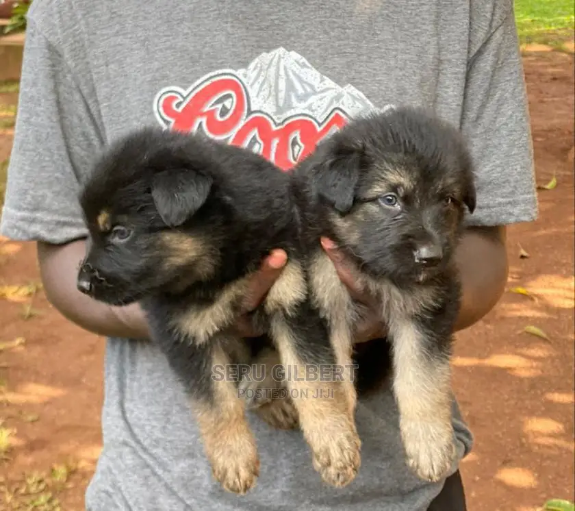 1-3 months Male Purebred German Shepherd