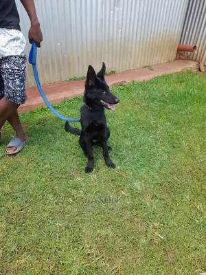 3-6 months Male Purebred German Shepherd