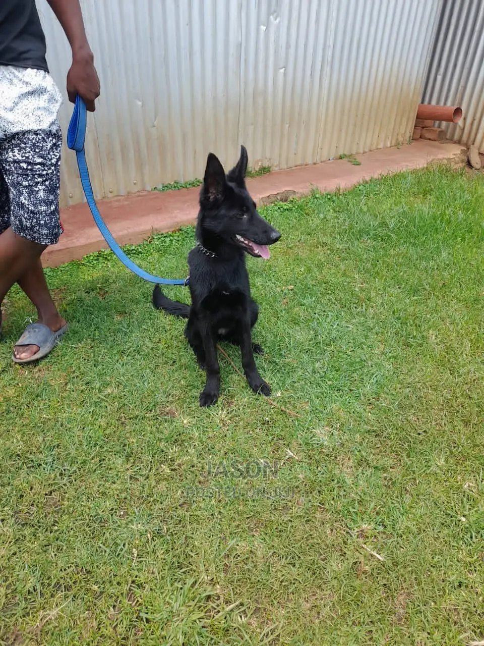 3-6 months Male Purebred German Shepherd