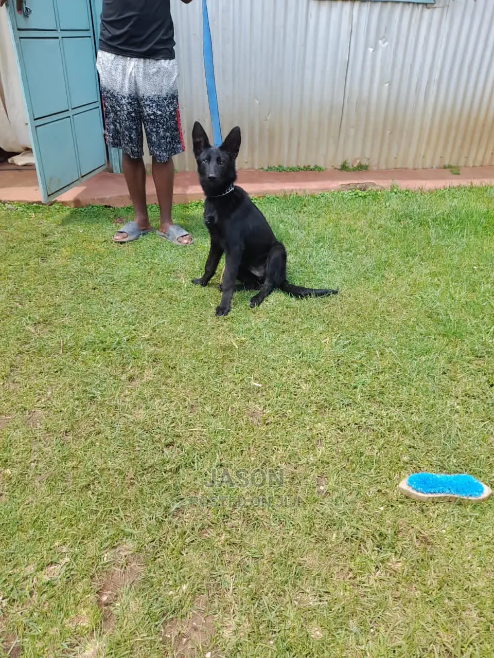 3-6 months Male Purebred German Shepherd