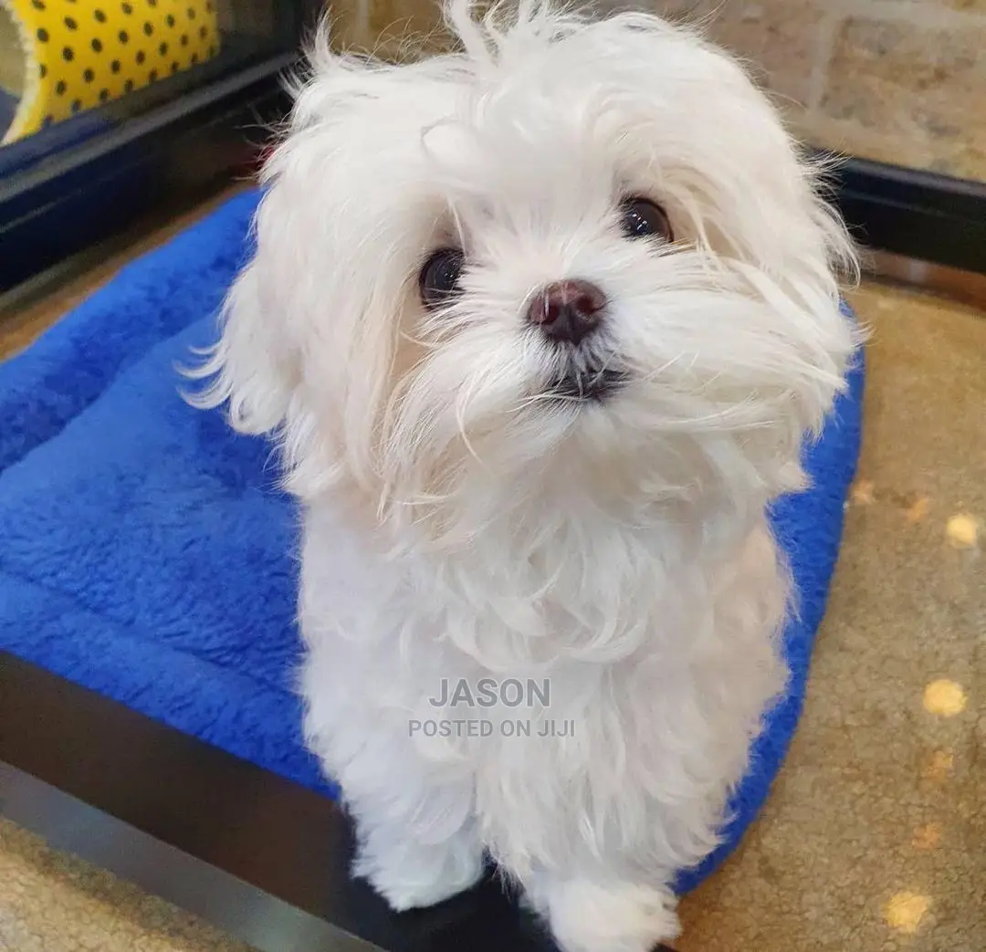 1-3 months Male Purebred Maltese