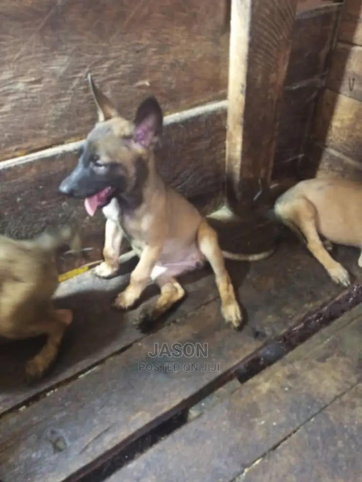 1-3 months Male Purebred Belgian Malinois