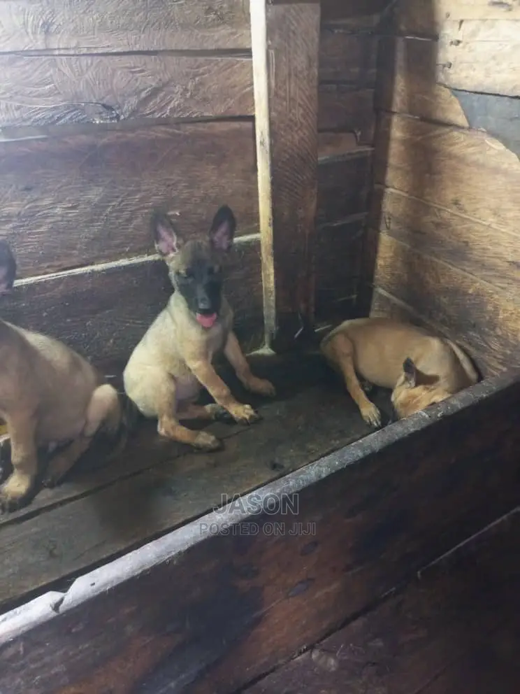 1-3 months Male Purebred Belgian Malinois