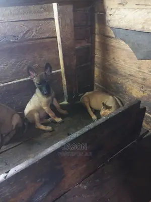 1-3 months Male Purebred Belgian Malinois