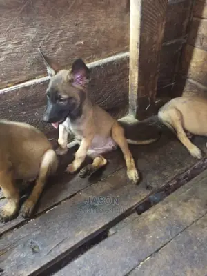 1-3 months Male Purebred Belgian Malinois