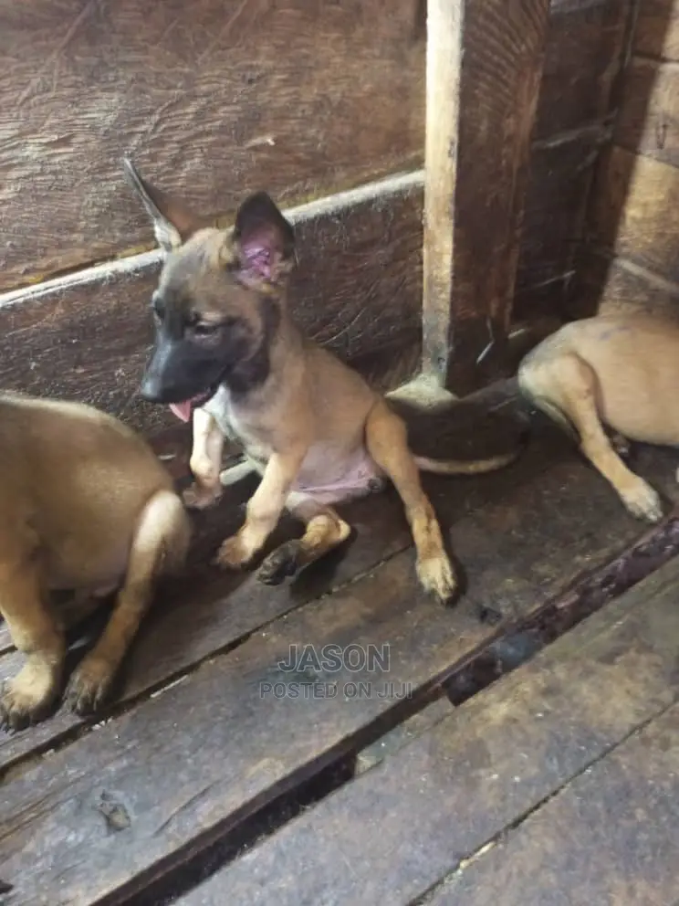 1-3 months Male Purebred Belgian Malinois