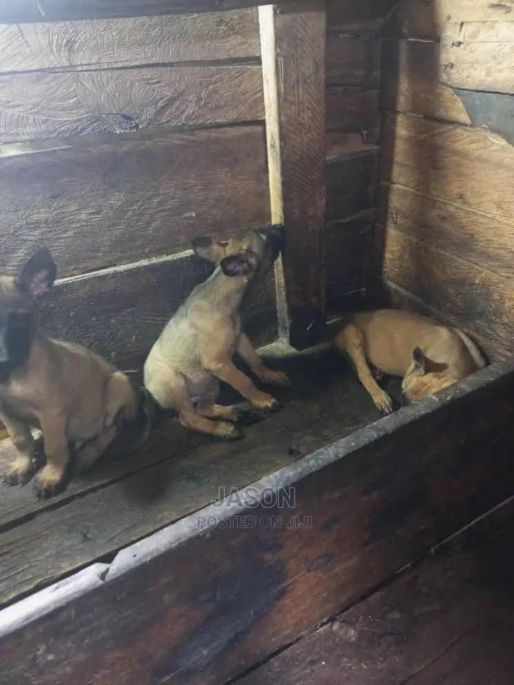 1-3 months Male Purebred Belgian Malinois