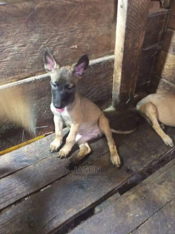 1-3 months Male Purebred Belgian Malinois