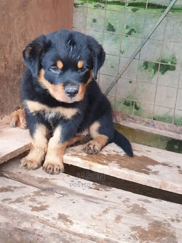 1-3 months Male Purebred Rottweiler
