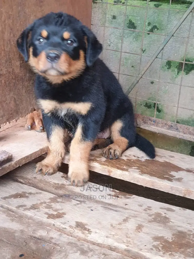 1-3 months Male Purebred Rottweiler