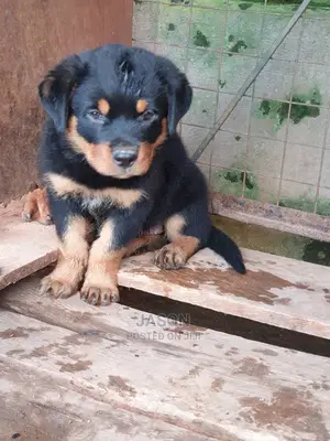1-3 months Male Purebred Rottweiler