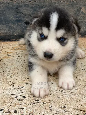 1-3 months Male Purebred Siberian Husky