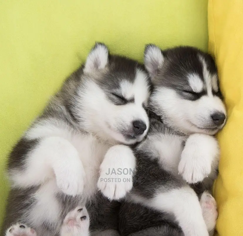 1-3 months Male Purebred Siberian Husky