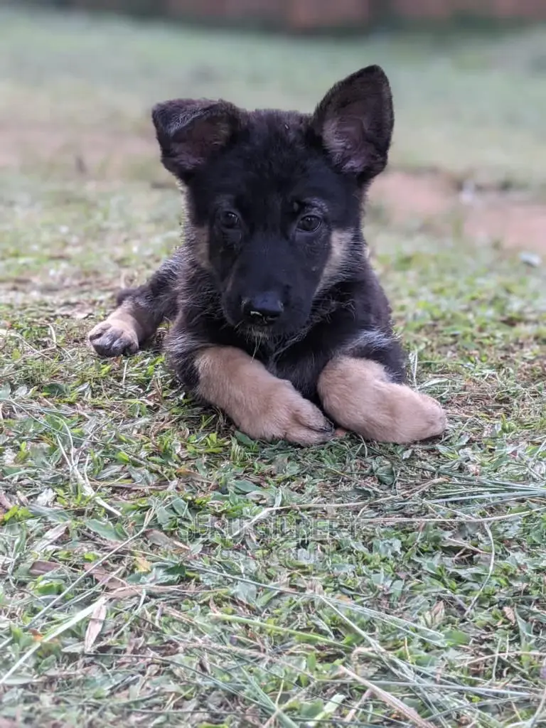 3-6 months Male Purebred German Shepherd