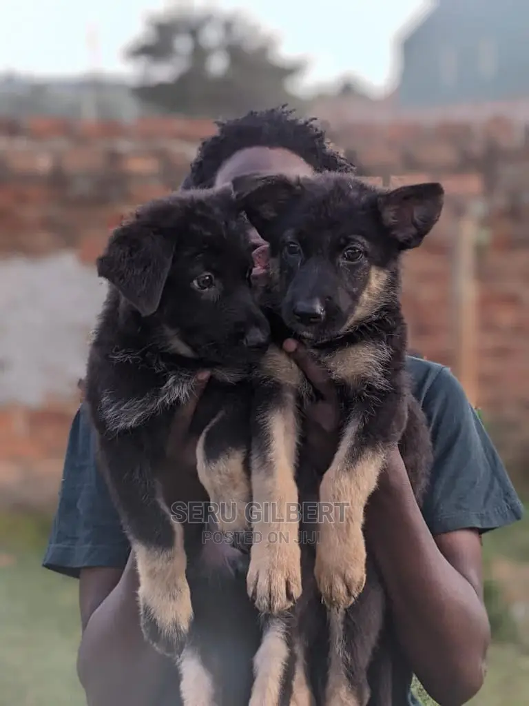 3-6 months Male Purebred German Shepherd