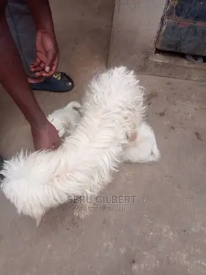 Photo - 0-1 month Female Purebred Maltese