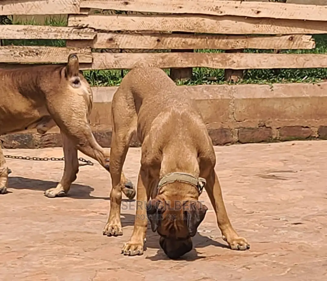 1-3 months Male Purebred Boerboel