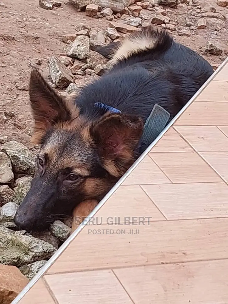 1-3 months Male Purebred German Shepherd