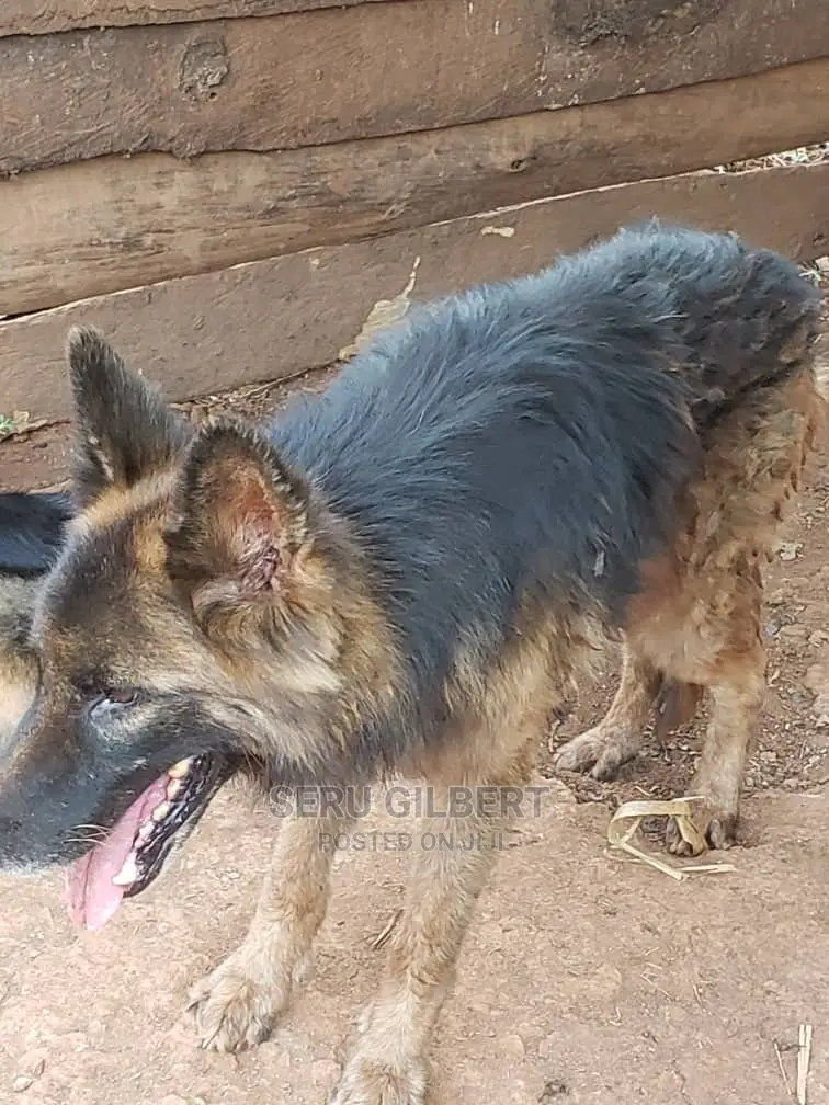 1-3 months Male Purebred German Shepherd