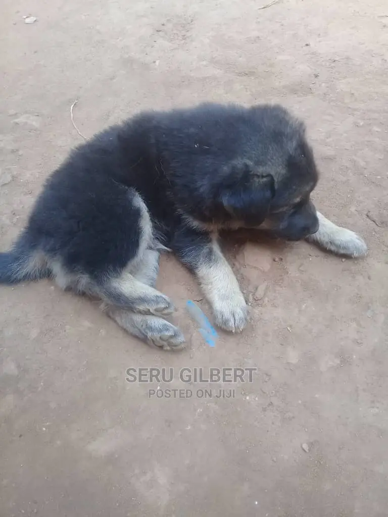 1-3 months Male Purebred German Shepherd