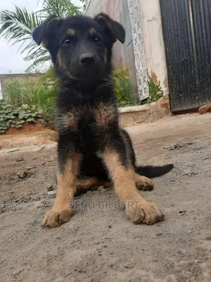 1-3 months Male Purebred German Shepherd
