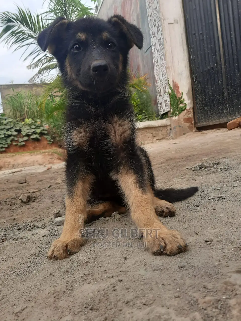 1-3 months Male Purebred German Shepherd